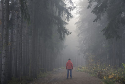 Rear view of man walking on road in forest