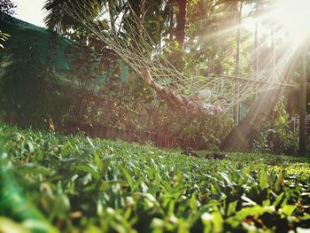 Surface level of grass against trees