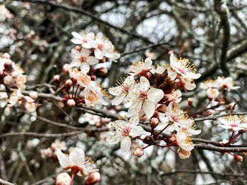 Close-up of cherry blossoms in spring