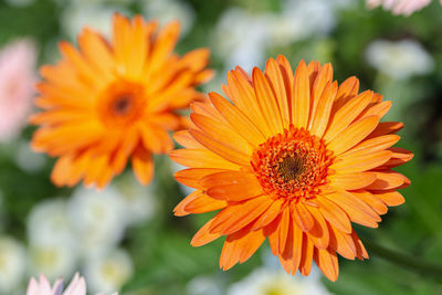 Close-up of orange flower