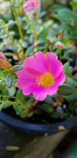 Close-up of pink flowering plant