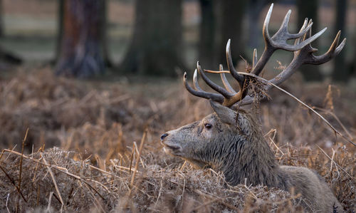 Close-up of deer in grass