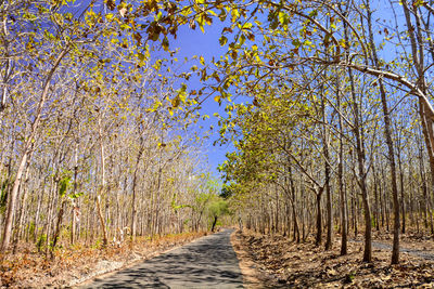 Road amidst trees in forest during autumn