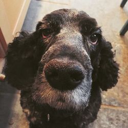 Close-up portrait of dog