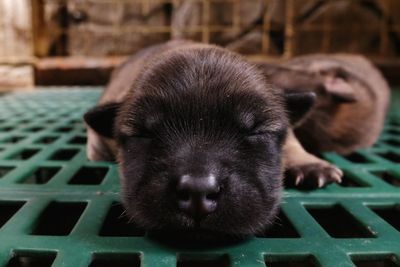 Close-up of dog