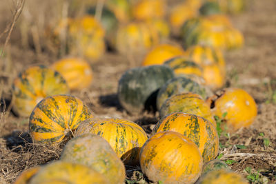 Close-up of yellow pumpkins on field during autumn