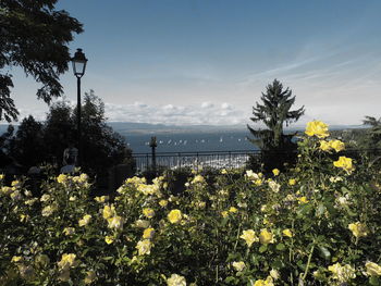 Yellow flowering plants by sea against sky