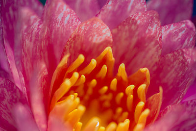 Full frame shot of pink flower