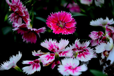 Close-up of pink flowering plants