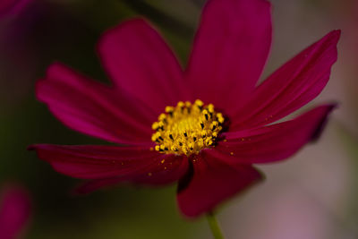 Close-up of pink cosmos flower