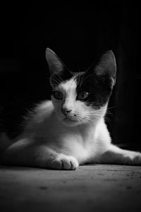 Portrait of cat looking at camera