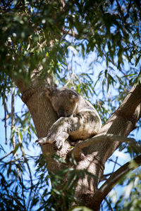 Low angle view of cat sitting on tree