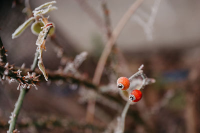 Close-up of red berries growing on tree