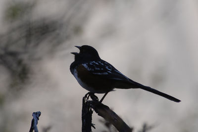 Close-up of bird perching on a branch