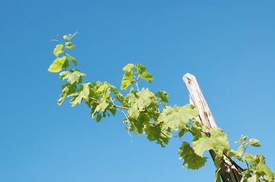 Low angle view of fresh green tree against clear blue sky
