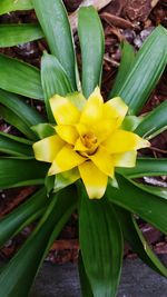 Close-up of yellow flower