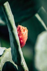 Close-up of succulent plant