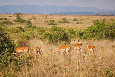 A herd of impala antelopes grazing in the wild at nairobi national park, kenya