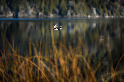 Bird flying over lake