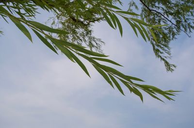 Low angle view of leaves against sky