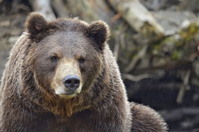 Close-up portrait of bear