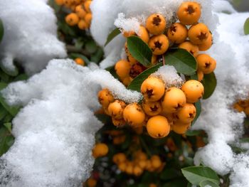 Close-up of frozen fruits in winter