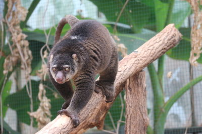 Close-up of tree branch in zoo