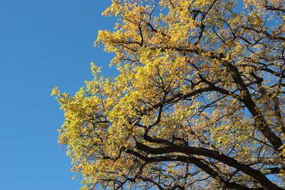 Low angle view of blooming tree against blue sky