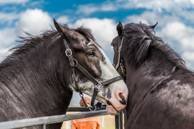 Close-up of horse standing against sky