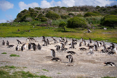 Canada geese on field