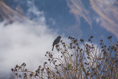 Low angle view of bird on tree