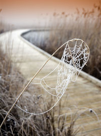 Close-up of spider web on plant