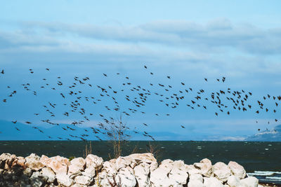 Birds flying over sea