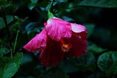 Close-up of wet red rose flower