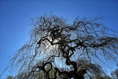 Low angle view of bare trees against blue sky