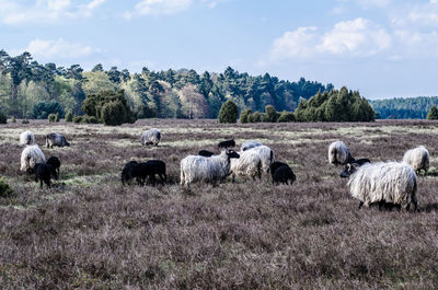 Flock of sheep grazing on field