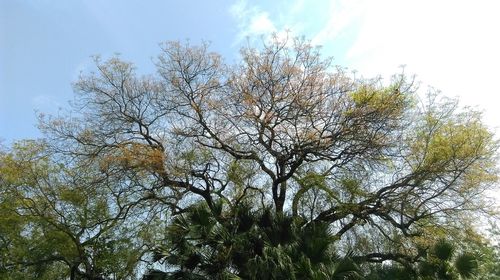 Low angle view of trees against sky