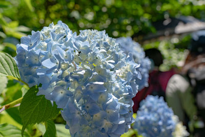 Close-up of white flowering plant