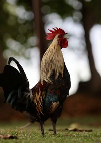 chicken