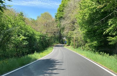 Country road amidst trees and plants