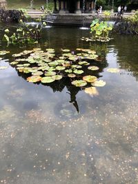 Water lily in lake