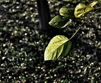 Close-up of leaves on tree