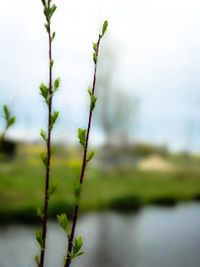 Close-up of plant against blurred background