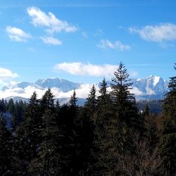 Pine trees on snowcapped mountains against sky