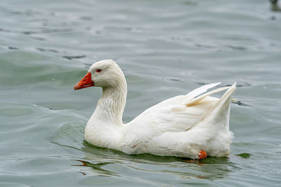 Swan swimming in lake