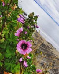 Close-up of pink flowering plant