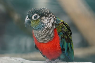 animal themes
