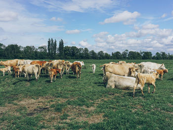 Cows on grassy field against sky