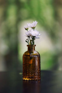 Close-up of flower vase on glass table