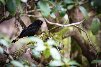 Bird perching on a tree